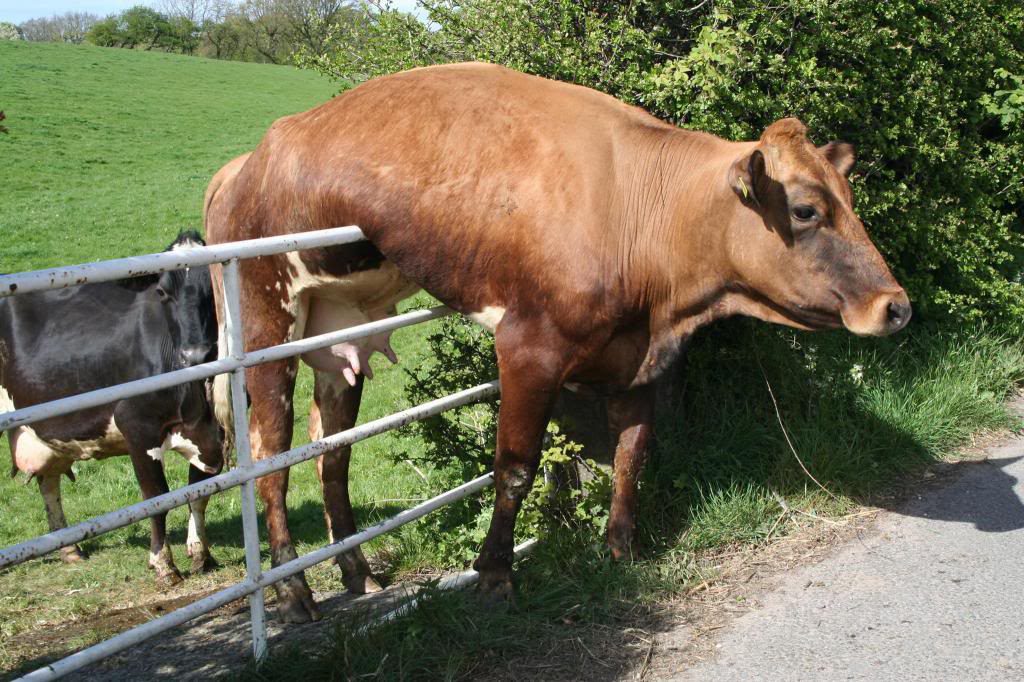 Прикольная картинка про коров.