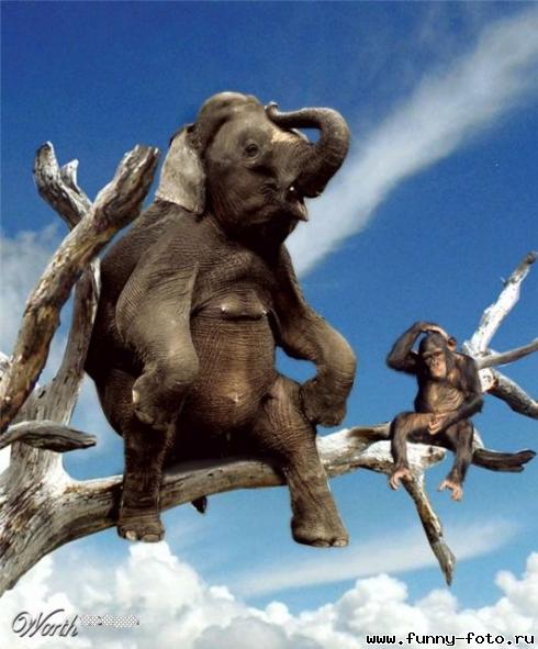 Слон и обезьяна.