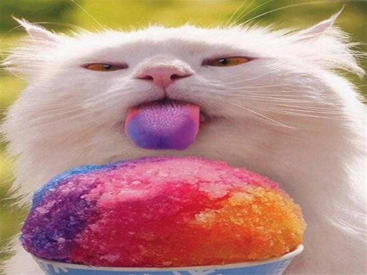 котик с мороженым