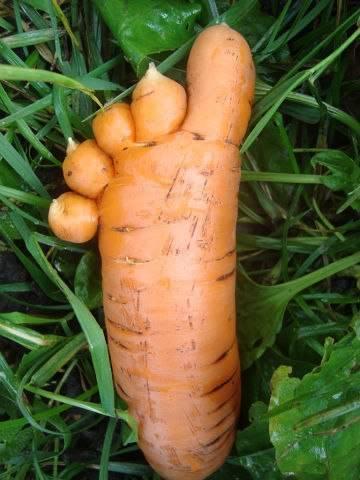 Морковь в форме ноги.
