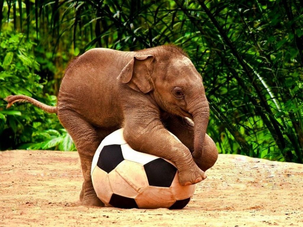 Слоненок-футболист