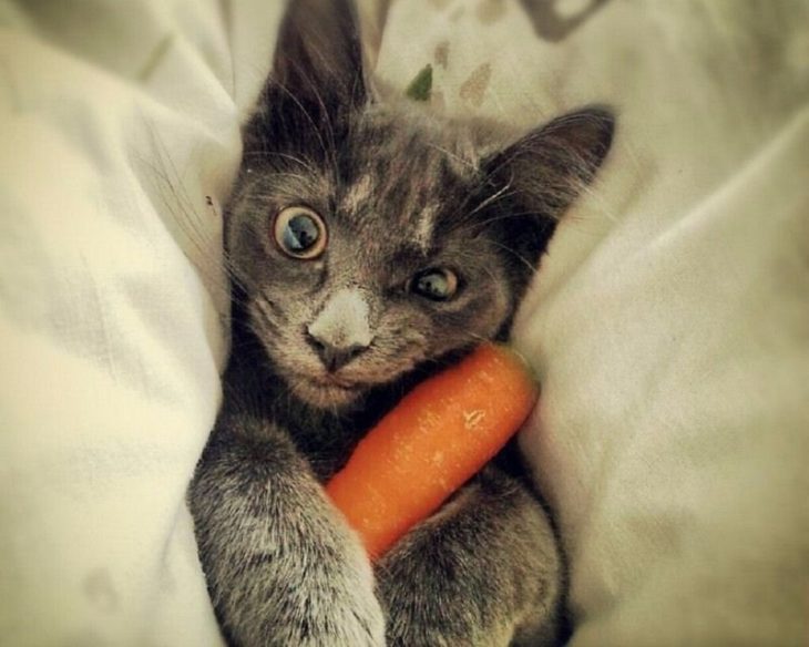 Кот с морковкой