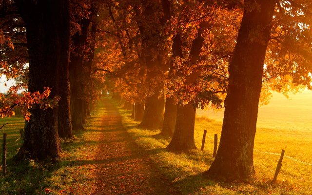 Осень, деревья, дорога.