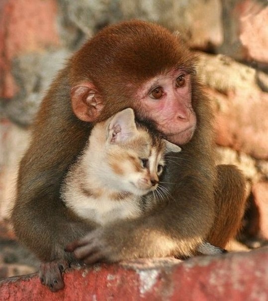 Обнимающиеся обезьяна и кот.