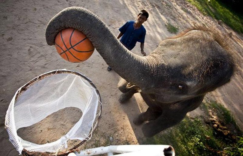 Слон играет в баскетбол!