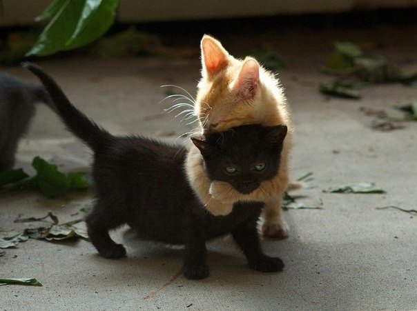 Два обнимающихся котенка.