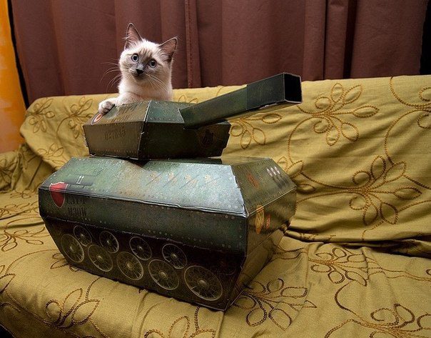 Кот на танке