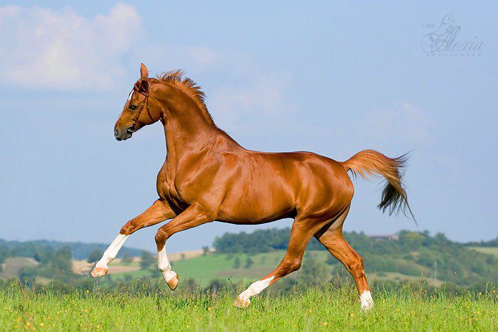 Красивая лошадь.
