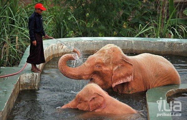 Слоны купаются в бассейне.