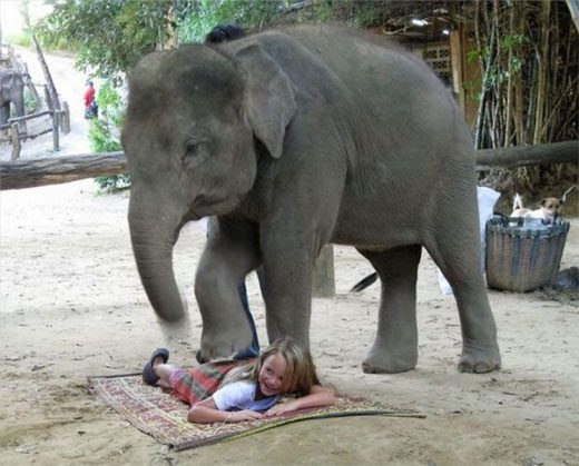 Слон делает массаж)