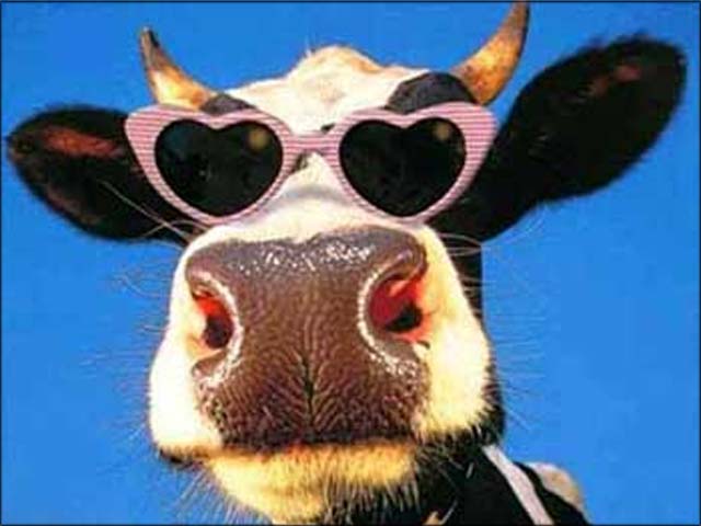Прикольная корова в розовых очках.