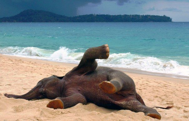 Слон на пляже.