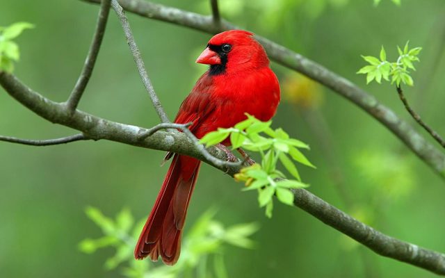 Красная птица на ветке.