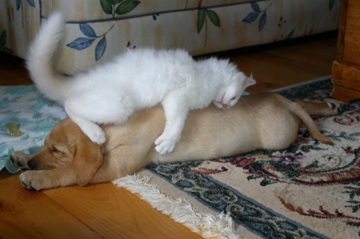Расслабляющий массаж от кота.