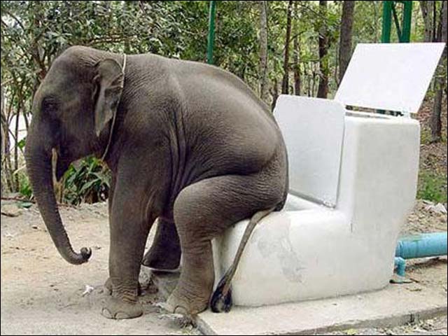 Слон умеет сидеть.