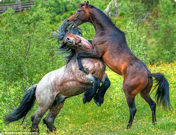 Два диких коня.