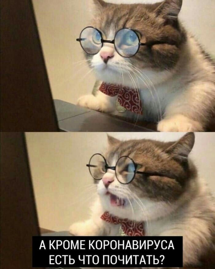 Кот ученый