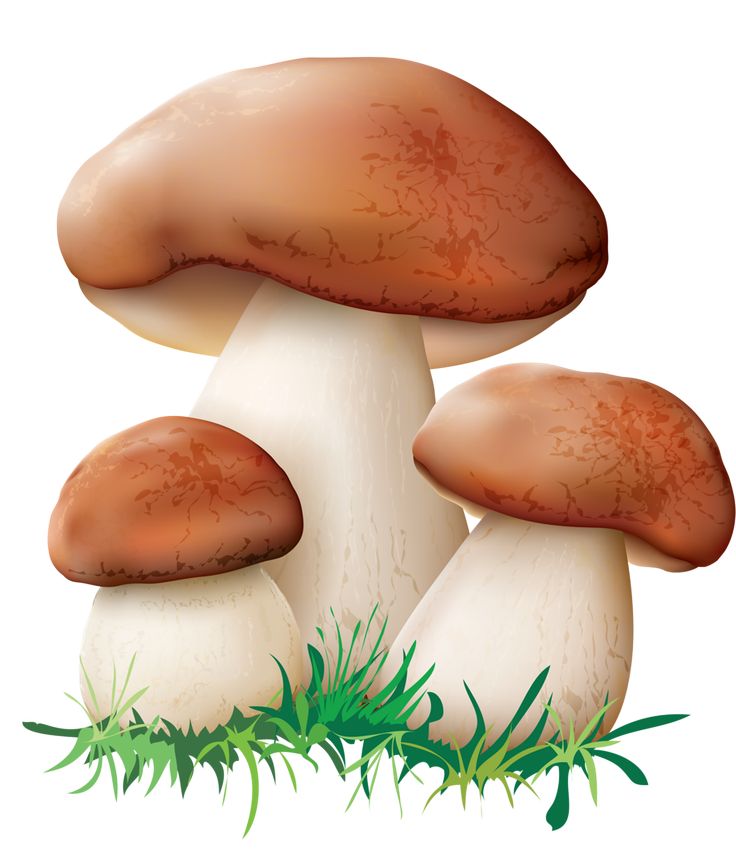 Семейка белых грибов
