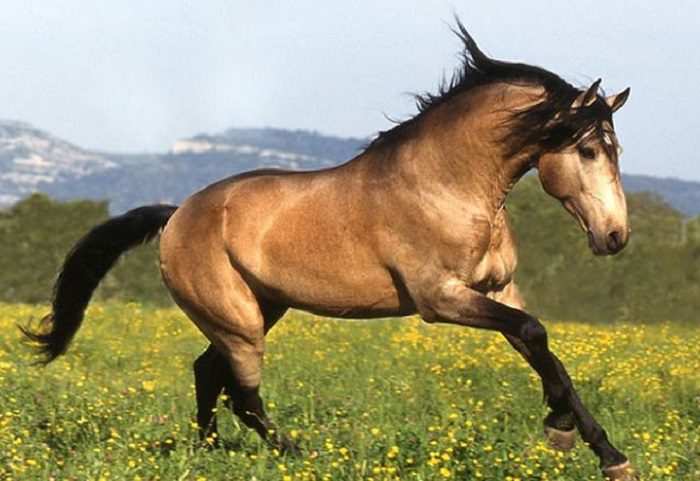 Красивый конь.