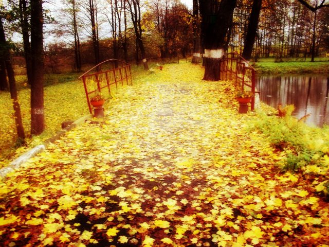 Желтые листья на земле.