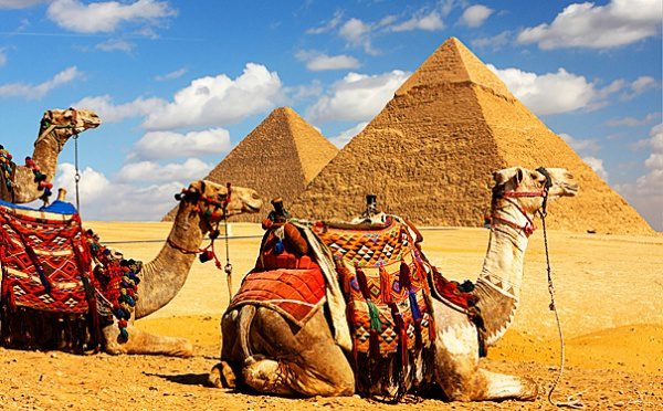 Верблюды на фоне пирамид.