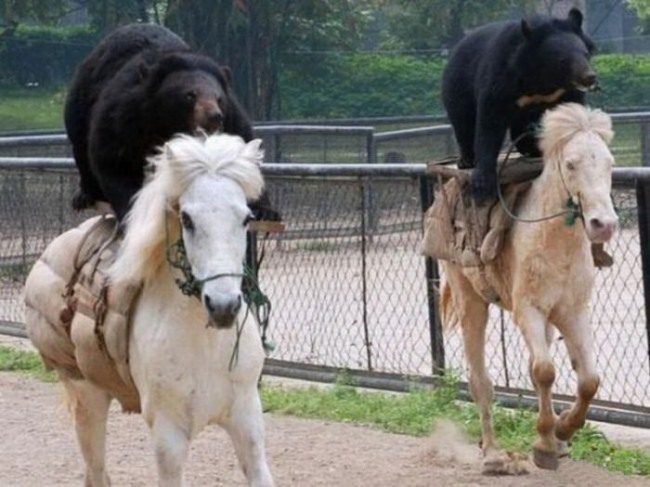 Медведи на лошадях.