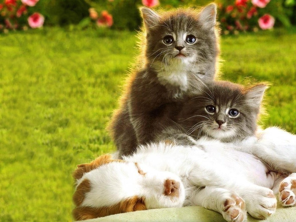 Два сереньких котенка