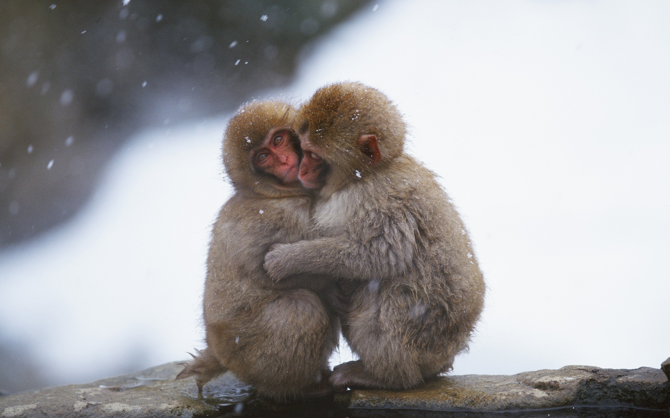 обнимающиеся обезьянки