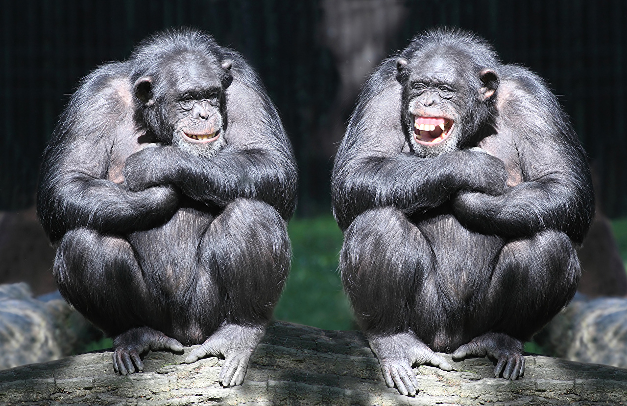 Две веселых обезьяны