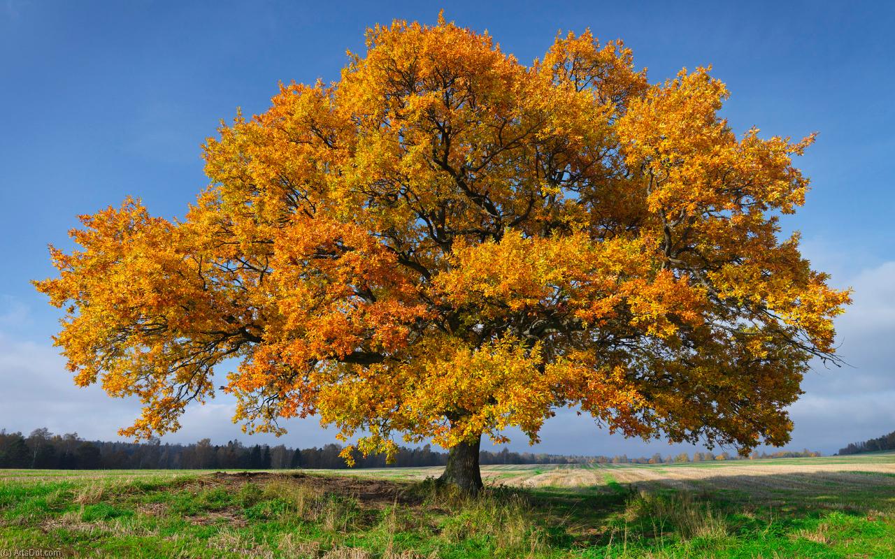 Раскидистое дерево осенью
