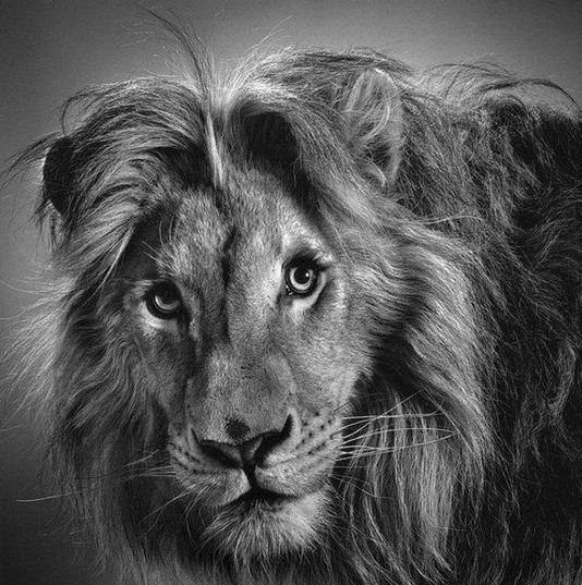 Черно-белый рисунок льва.