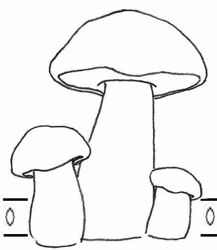 Рисунок белые грибы