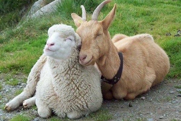 Обнимашки овечка и козел.