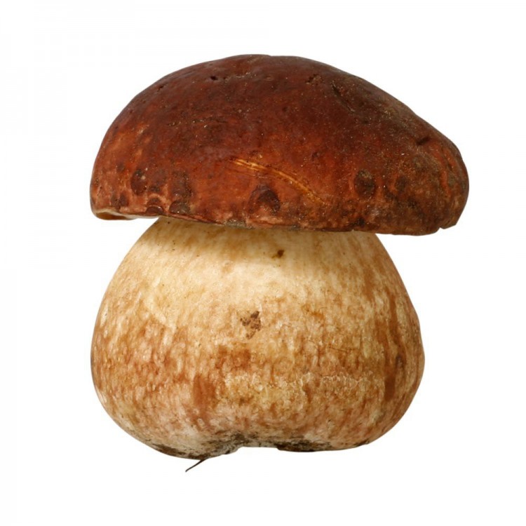 Картинка белый гриб