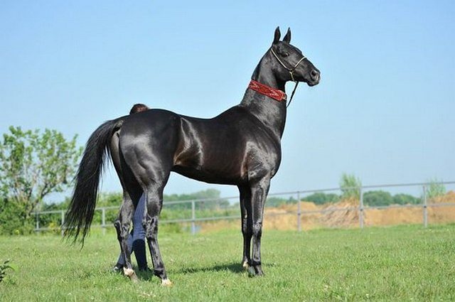 Черный конь.