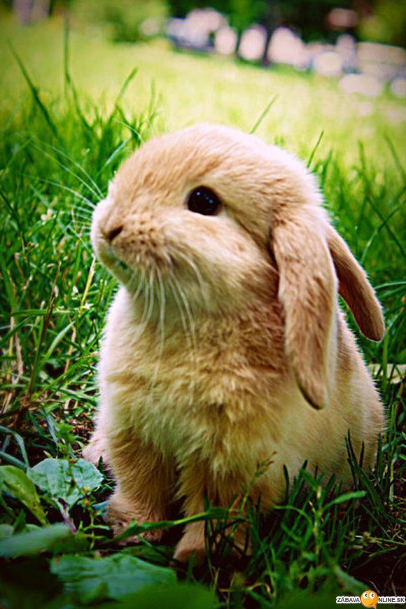 Прикольная картинка кролика.