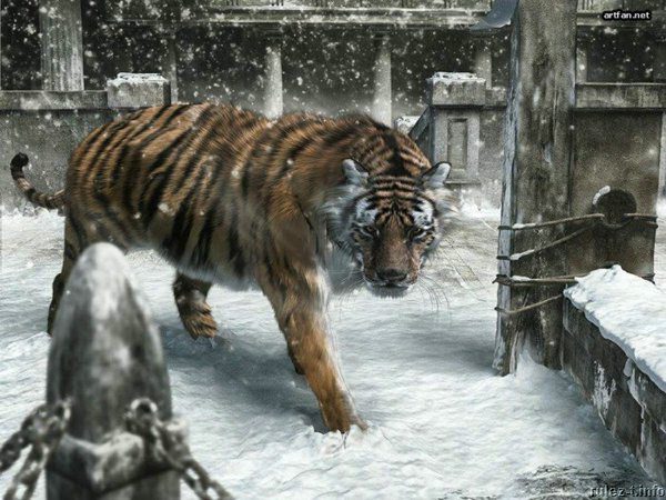 Нарисованный тигр зимой.