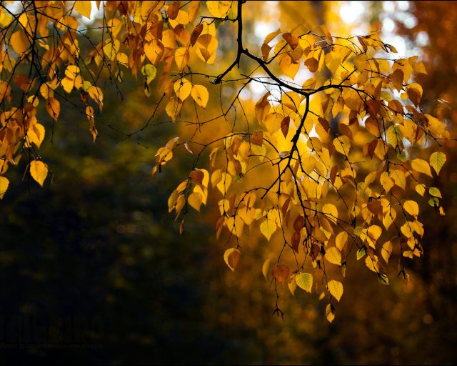 Желтые листья.