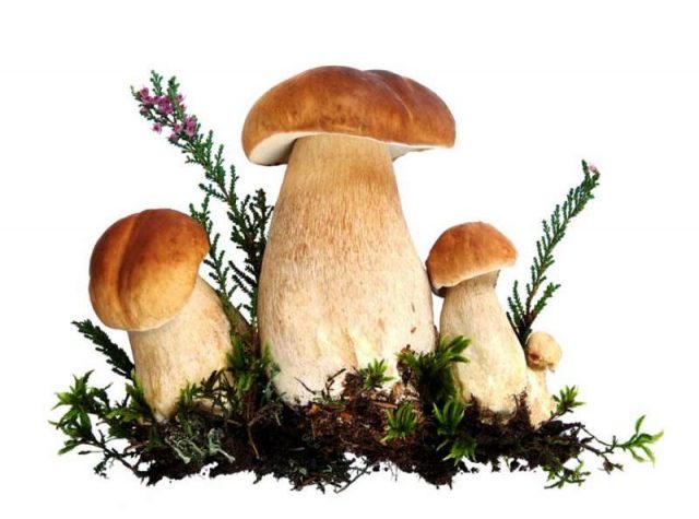 Красивые белые грибы