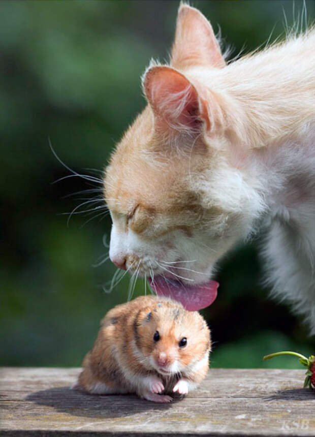 Котик и мышка
