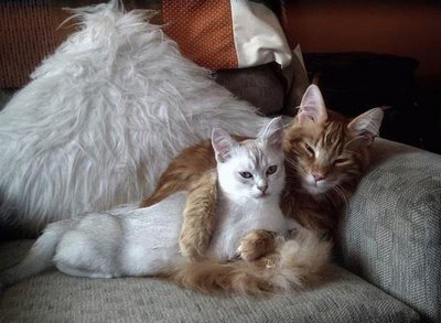Котята на диване в объятиях друг друга