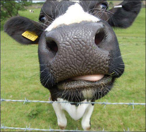 Нос коровы.