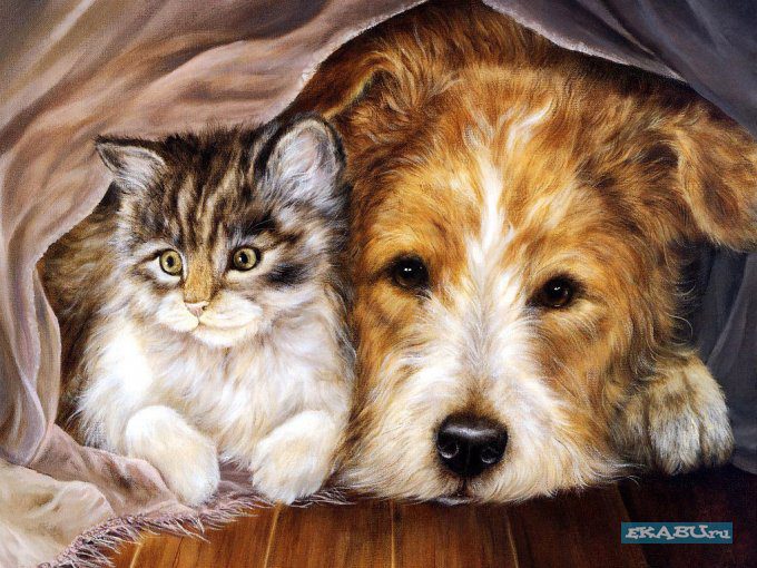 Рисунок кота и собаки.