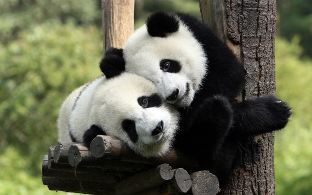 Две панды.