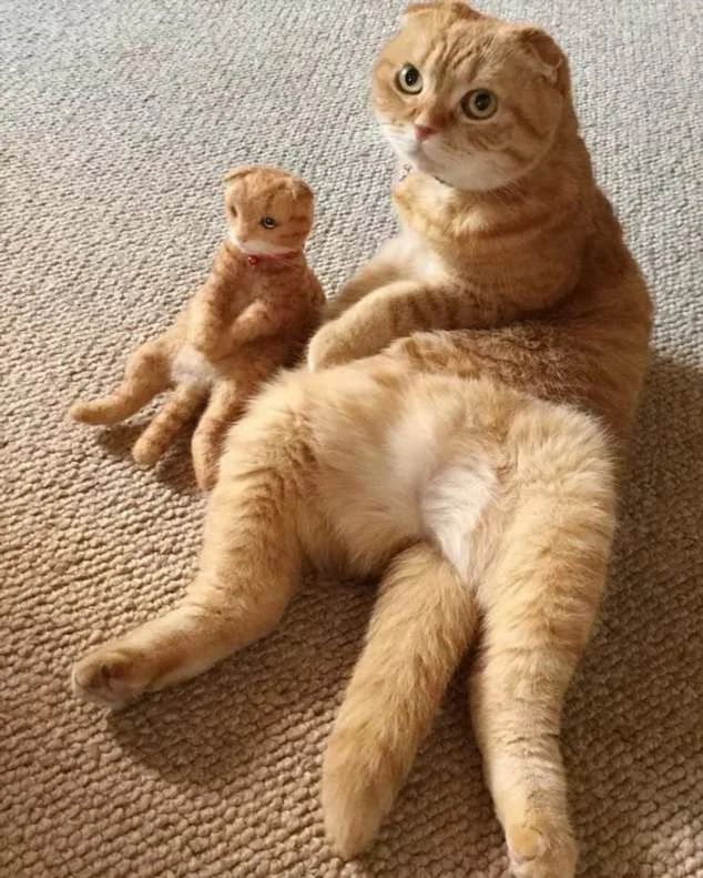 Рыжая кошка с котенком