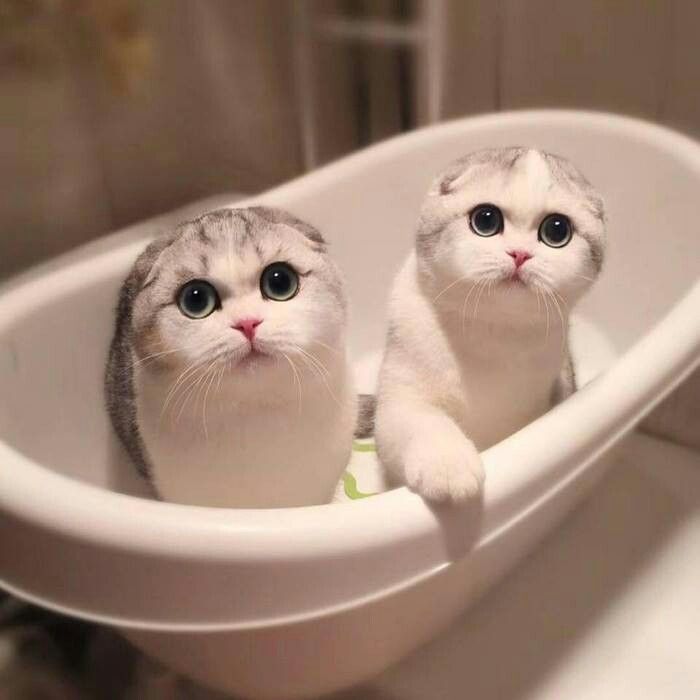 Маленькие котята в ванной