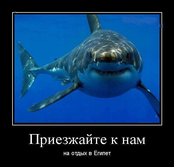 Акулы ждут русских туристов )