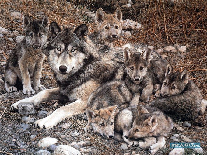 Нарисованные волки.