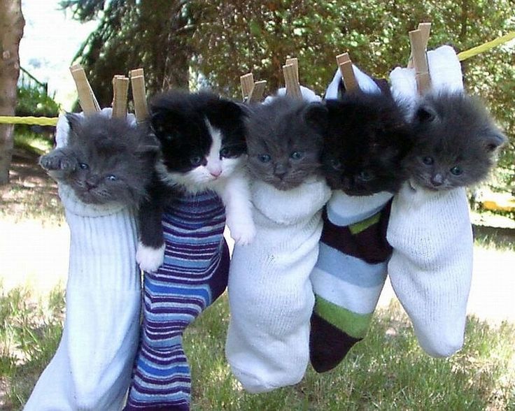 Прикольная картинка с котятами в носках