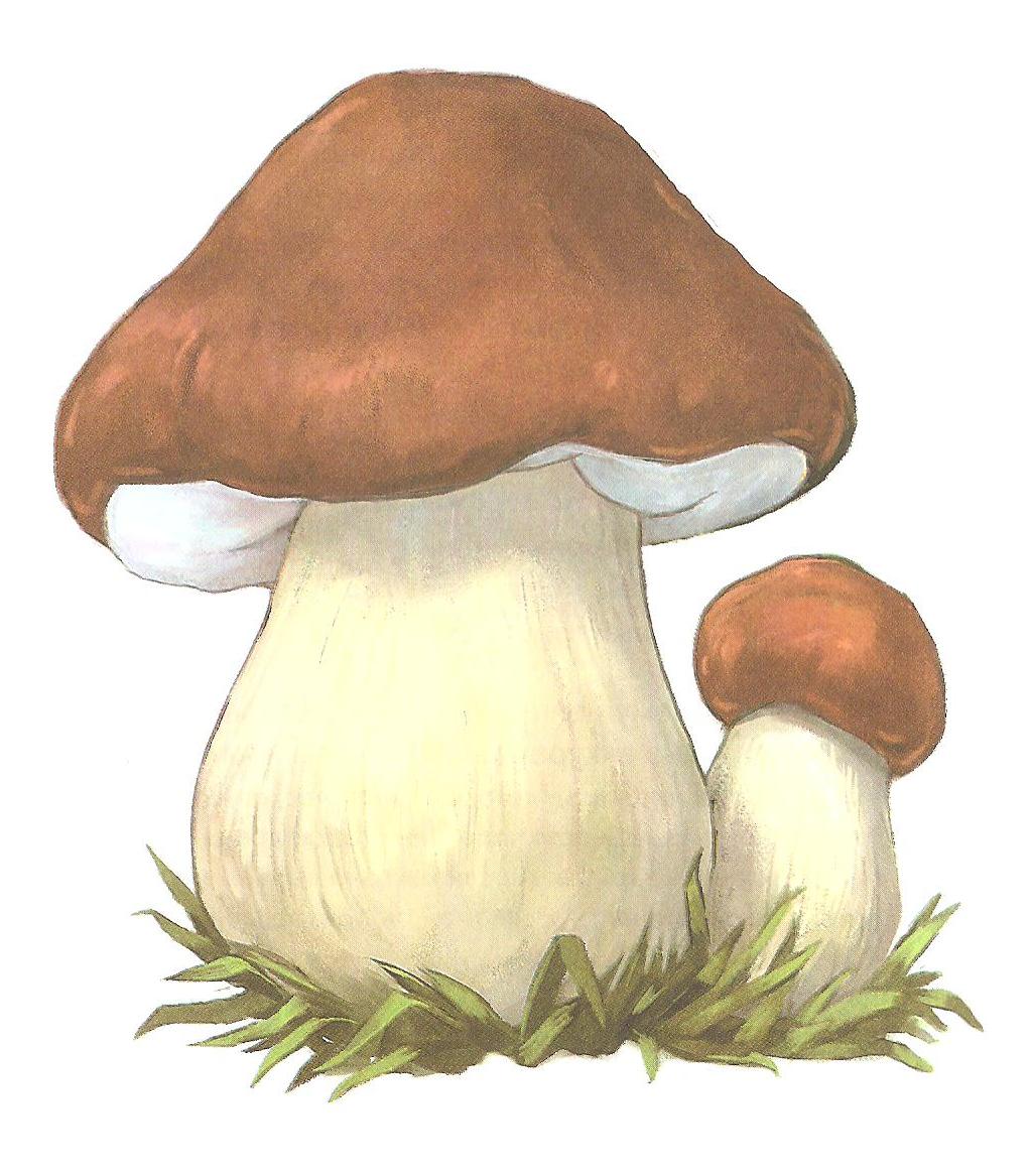 Два белых гриба